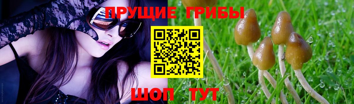 Псилоцибиновые грибы Cubensis  Вход с VPN  Знаменск  Галлюциногенные грибы мицелий 